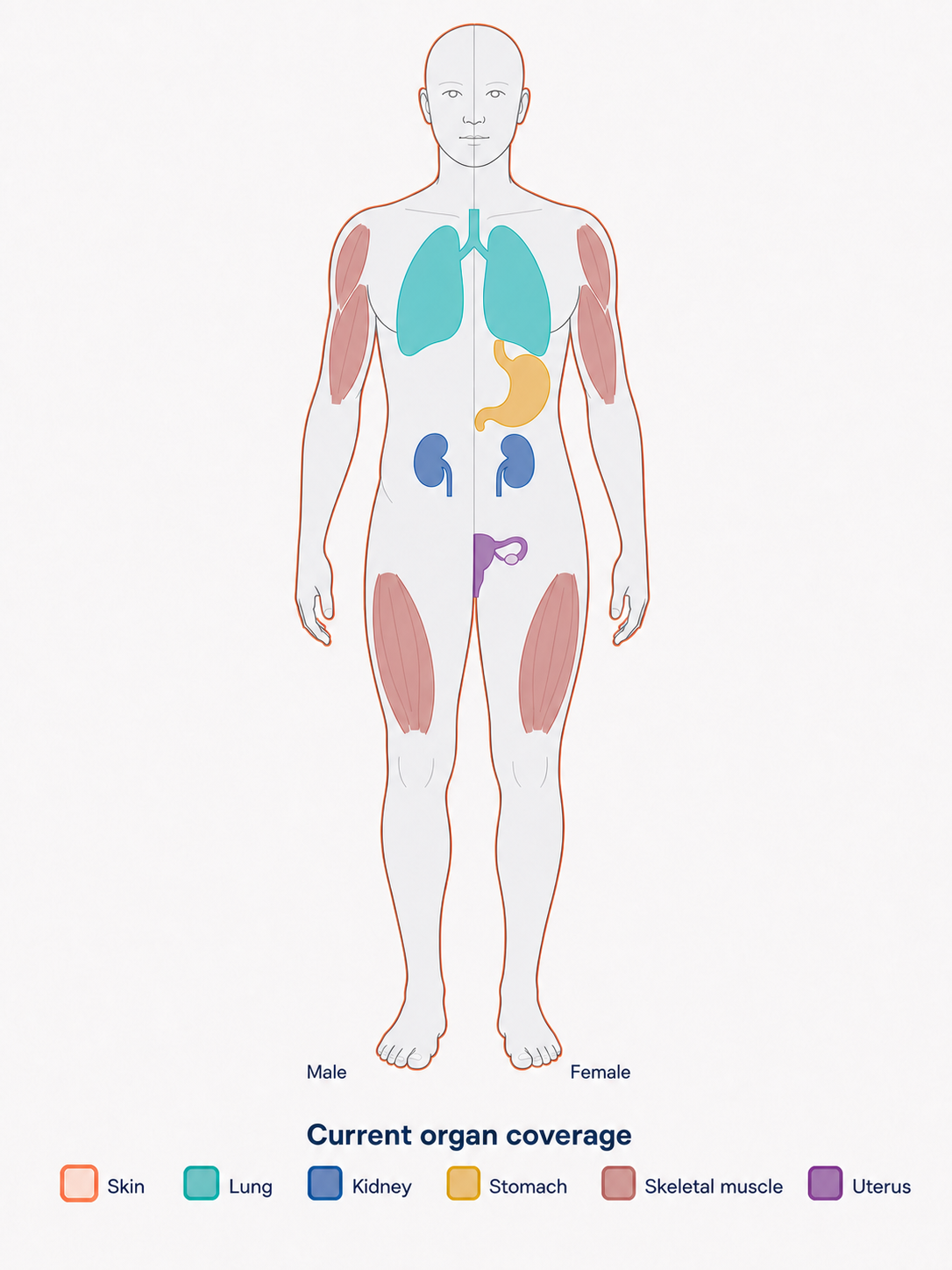 Human anatomical illustration showing CellModelDB coverage across skin, lung, kidney, stomach, skeletal muscle and a legacy Uterus compatibility context.